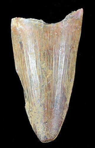 Cretaceous Fossil Crocodile (Elosuchus) Tooth - Morocco #49001